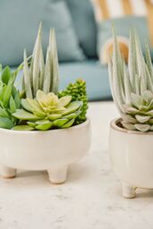 Orsina Fiori Mixed Succulents In Large Ceramic Pot in White - thumbnail 6