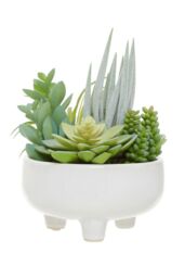 Orsina Fiori Mixed Succulents In Large Ceramic Pot in White - thumbnail 7