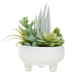 Orsina Fiori Mixed Succulents In Large Ceramic Pot in White - thumbnail 2