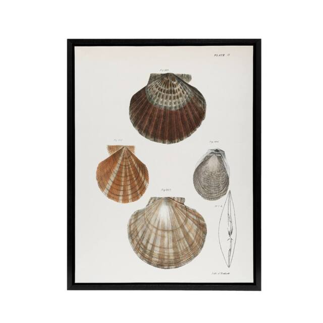 "Artery8 James Ellsworth De Kay Scallop Seashells Study Framed Canvas Art Print in White - Size: W12"" x H16""" - image 1