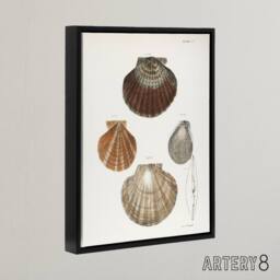 "Artery8 James Ellsworth De Kay Scallop Seashells Study Framed Canvas Art Print in White - Size: W12"" x H16""" - thumbnail 2