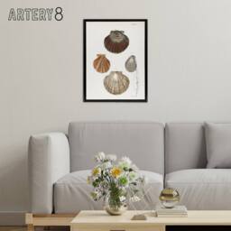"Artery8 James Ellsworth De Kay Scallop Seashells Study Framed Canvas Art Print in White - Size: W12"" x H16""" - thumbnail 3