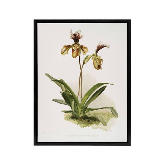 "Artery8 Frederick Sander Cypripedium Calypso Orchid Flowers Framed Canvas Art - Size: W12"" x H16""" - image 1