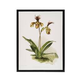 "Artery8 Frederick Sander Cypripedium Calypso Orchid Flowers Framed Canvas Art - Size: W12"" x H16""" - thumbnail 1