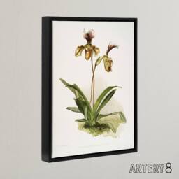"Artery8 Frederick Sander Cypripedium Calypso Orchid Flowers Framed Canvas Art - Size: W12"" x H16""" - thumbnail 2