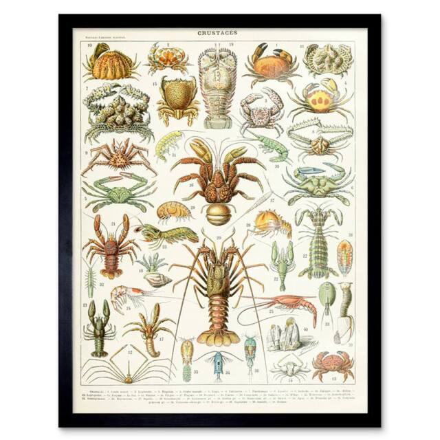 "Artery8 Millot Encyclopedia Page Crustaceans Lobster 12x16"" Framed Art Print - Size: W12"" x H16""" - image 1