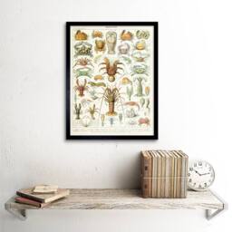 "Artery8 Millot Encyclopedia Page Crustaceans Lobster 12x16"" Framed Art Print - Size: W12"" x H16""" - thumbnail 2