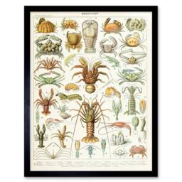 "Artery8 Millot Encyclopedia Page Crustaceans Lobster 12x16"" Framed Art Print - Size: W12"" x H16""" - thumbnail 1