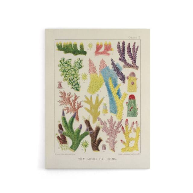 "Artery8 Great Barrier Reef Corals Marine Life Kent Canvas Wall Art Print in Beige - Size: W24"" x H32""" - image 1