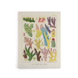 "Artery8 Great Barrier Reef Corals Marine Life Kent Canvas Wall Art Print in Beige - Size: W24"" x H32""" - thumbnail 1