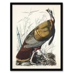 "Artery8 Birds of America Wild Turkey Audubon Nature Framed Wall Art Print in White - Size: W12"" x H16""" - thumbnail 1