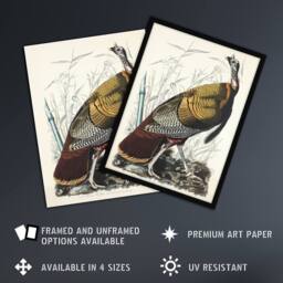 "Artery8 Birds of America Wild Turkey Audubon Nature Framed Wall Art Print in White - Size: W12"" x H16""" - thumbnail 2