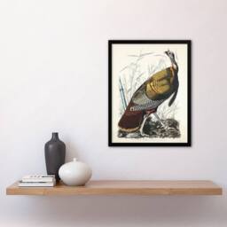 "Artery8 Birds of America Wild Turkey Audubon Nature Framed Wall Art Print in White - Size: W12"" x H16""" - thumbnail 4