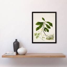 Artery8 Caltha New Zealand Marsh Marigold Plant Featon Framed Wall Art Print - Size: A4 - thumbnail 4