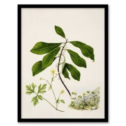 Artery8 Caltha New Zealand Marsh Marigold Plant Featon Framed Wall Art Print - Size: A4 - thumbnail 1