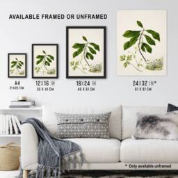 Artery8 Caltha New Zealand Marsh Marigold Plant Featon Framed Wall Art Print - Size: A4 - thumbnail 3