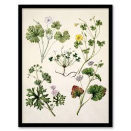 "Artery8 Vintage New Zealand Wildflower Artwork Featon Framed Wall Art Print in Beige - Size: W12"" x H16""" - thumbnail 1