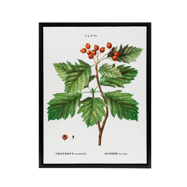 "Artery8 Hawthorn Botanical Illustration Redoute Vintage Framed Canvas Wall Art in White - Size: W12"" x H16""" - image 1