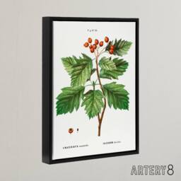 "Artery8 Hawthorn Botanical Illustration Redoute Vintage Framed Canvas Wall Art in White - Size: W12"" x H16""" - thumbnail 2