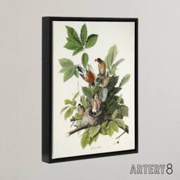 "Artery8 American Robin Birds Nest Audubon Nature Black Framed Canvas Wall Art in White - Size: W12"" x H16""" - thumbnail 2