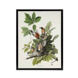 "Artery8 American Robin Birds Nest Audubon Nature Black Framed Canvas Wall Art in White - Size: W12"" x H16""" - thumbnail 1