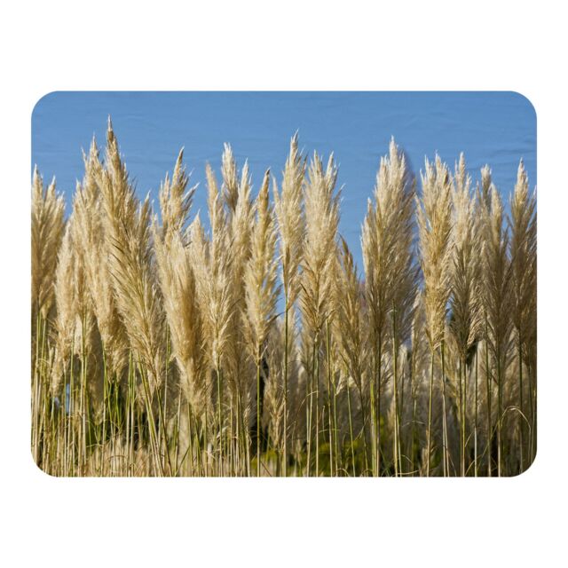 Benjamin Tate Design Pampus Grass Designer Blanket in Natural - Size: 120 cm x 150 cm - image 1