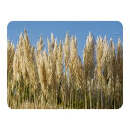 Benjamin Tate Design Pampus Grass Designer Blanket in Natural - Size: 120 cm x 150 cm - thumbnail 1