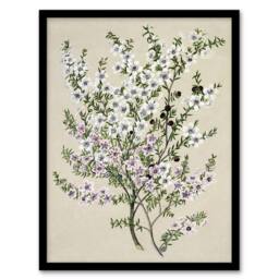 "Artery8 New Zealand Manuka Flowering Plant Featon Framed Wall Art Print in Beige - Size: W12"" x H16""" - thumbnail 1