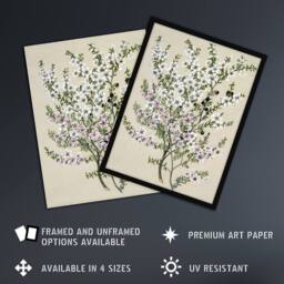 "Artery8 New Zealand Manuka Flowering Plant Featon Framed Wall Art Print in Beige - Size: W12"" x H16""" - thumbnail 2