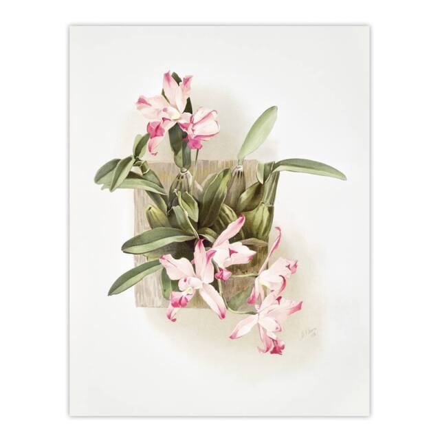 "Artery8 F Sander Laelia Autumnalis Xanthotropis Orchid Wall Art Print - Size: W12"" x H16""" - image 1