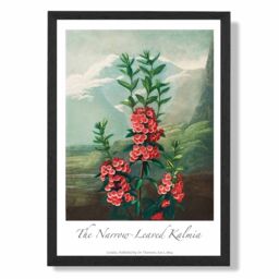ARTZE Vintage Floral Exhibition - Kalmia Flowers Framed Print SIZE: A4 with Black Frame in Pink - thumbnail 1