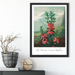 ARTZE Vintage Floral Exhibition - Kalmia Flowers Framed Print SIZE: A4 with Black Frame in Pink - thumbnail 2
