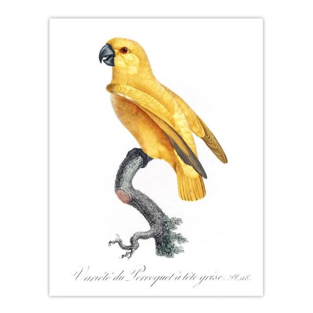 "Artery8 Lutino Senegal Parrot Francois Levaillant Wall Art Poster Print in White - Size: W12"" x H16""" - image 1
