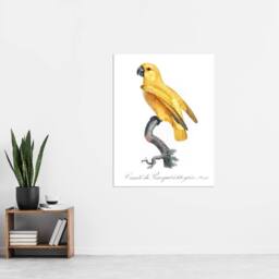 "Artery8 Lutino Senegal Parrot Francois Levaillant Wall Art Poster Print in White - Size: W12"" x H16""" - thumbnail 4