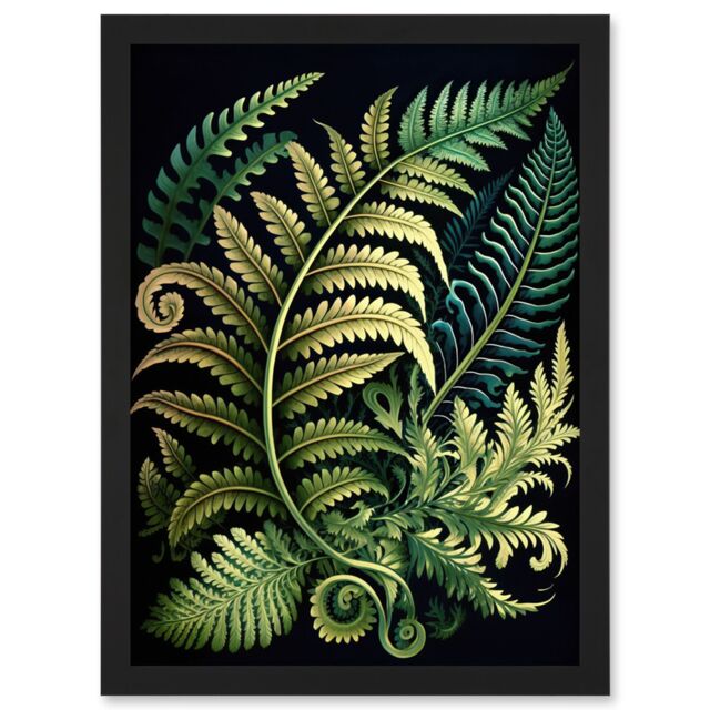 Artery8 Ernst Haeckel Style Fern Fronds Leaf Illustration Artwork Framed Wall Art Print A4 in Black - image 1