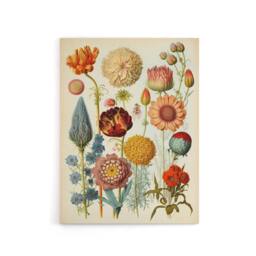 "Artery8 Vintage Botanical Flowers Haeckel Inspired Canvas Wall Art Print - Size: W18"" x H24""" - thumbnail 1