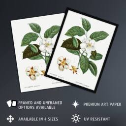 Artery8 Mountain Camellia Flower Redoute Vintage Framed Wall Art Print in White - Size: A4 - thumbnail 2