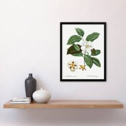 Artery8 Mountain Camellia Flower Redoute Vintage Framed Wall Art Print in White - Size: A4 - thumbnail 4
