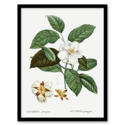 Artery8 Mountain Camellia Flower Redoute Vintage Framed Wall Art Print in White - Size: A4 - thumbnail 1