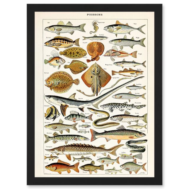 Artery8 Millot Encyclopedia vintage Fish Shark Ray Nature Artwork Framed Wall Art Print A4 in Black - image 1