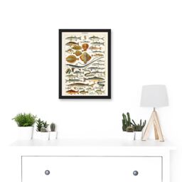 Artery8 Millot Encyclopedia vintage Fish Shark Ray Nature Artwork Framed Wall Art Print A4 in Black - thumbnail 2