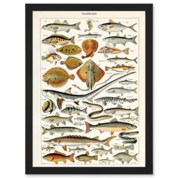 Artery8 Millot Encyclopedia vintage Fish Shark Ray Nature Artwork Framed Wall Art Print A4 in Black - thumbnail 1