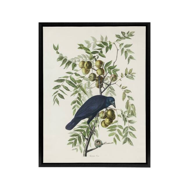 "Artery8 American Crow on Walnut Tree Audubon Nature Black Framed Canvas Art in White - Size: W24"" x H32""" - image 1
