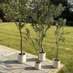 Wyld Haus 210cm Extra Tall Artificial Olive Tree in White Ceramic Pot in Brown - thumbnail 7