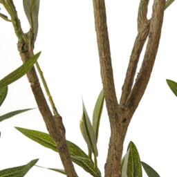Wyld Haus 210cm Extra Tall Artificial Olive Tree in White Ceramic Pot in Brown - thumbnail 5