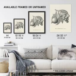 "Artery8 Fruit Growers Guide Vintage Loquat Artwork Wright Art Poster Print in White - Size: W12"" x H16""" - thumbnail 3