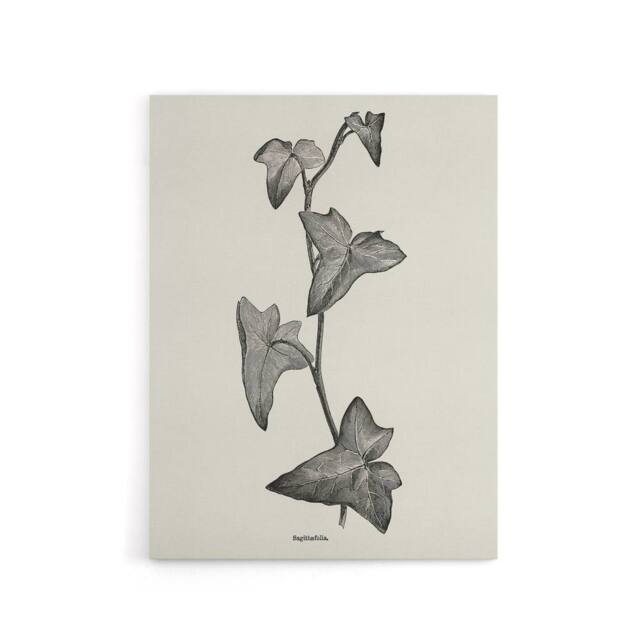 "Artery8 Vintage Botanical Sagittifolia Ivy Hibberd Canvas Wall Art in White - Size: W18"" x H24""" - image 1