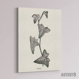 "Artery8 Vintage Botanical Sagittifolia Ivy Hibberd Canvas Wall Art in White - Size: W18"" x H24""" - thumbnail 2