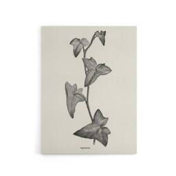 "Artery8 Vintage Botanical Sagittifolia Ivy Hibberd Canvas Wall Art in White - Size: W18"" x H24""" - thumbnail 1