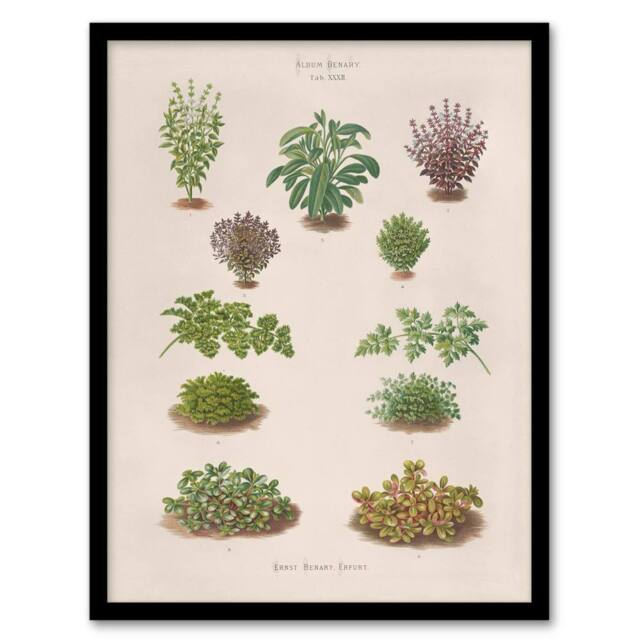 Artery8 Botanical Bushes Varieties Ernst Benary Framed Wall Art Print in White - Size: A4 - image 1